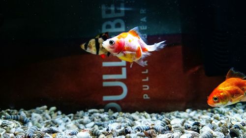 Close-up of fish swimming over seashells in tank