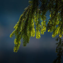 A beautiful forest landscape in the late spring. woodlands during the sunrise in springtime.