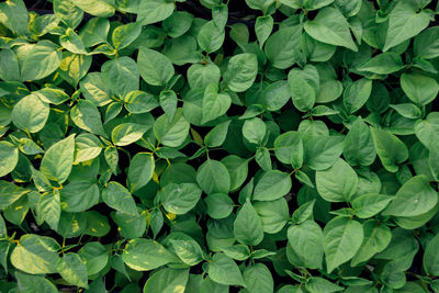 Full frame shot of leaves