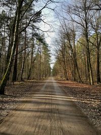 Empty road amidst trees in forest