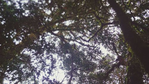 Low angle view of trees in forest