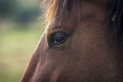 Close-up of horse looking away