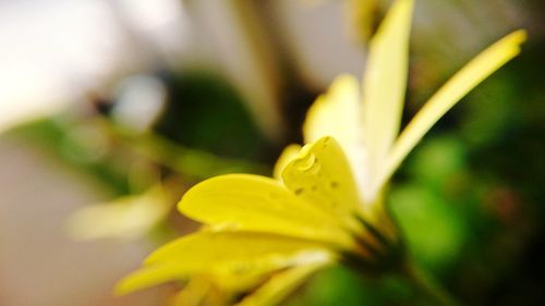 Close-up of day lily blooming outdoors