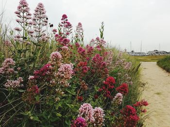 Pink flowering plants on field against sky