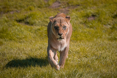 Lioness, panthera leo, walking in the wilderness towards the point of camera view.