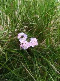 Close-up of purple flowering plants on field