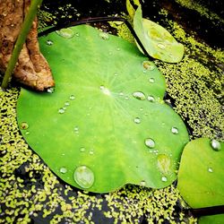 Close-up of water drops on leaf