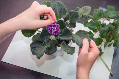 High angle view of woman hand holding purple flowering plant