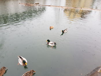 High angle view of ducks swimming in lake