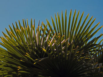 Close-up of frond of  plant - palm tree against sky