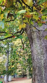 Plant growing on tree trunk