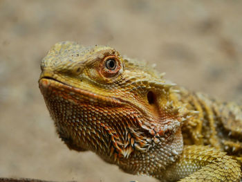 Close-up of bearded dragon