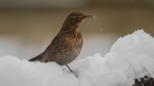 Close-up of bird perching on snow covered landscape