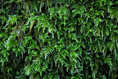 Full frame shot of fresh green plants in forest