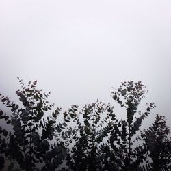 Trees against clear sky