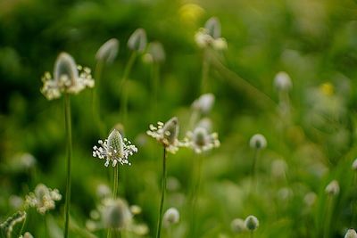 Close-up of flowers against blurred background