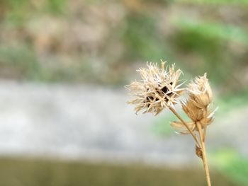 Close-up of wilted flower