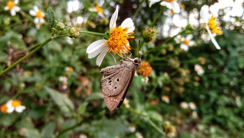 Butterfly on flower