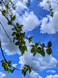 Low angle view of flowering plant against blue sky