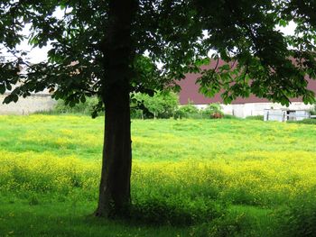 Trees on grassy field