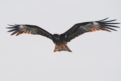 Low angle view of eagle flying against clear sky