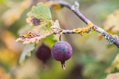 Close-up of cherry blossoms on branch