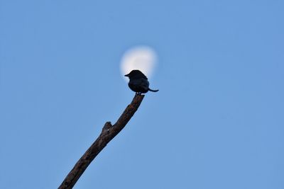 Low angle view of bird perching on tree against clear blue sky