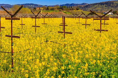 Close-up of yellow flowering plants on field