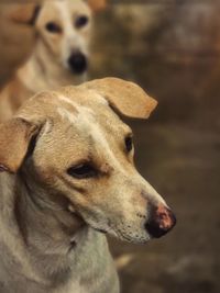 Close-up of dog