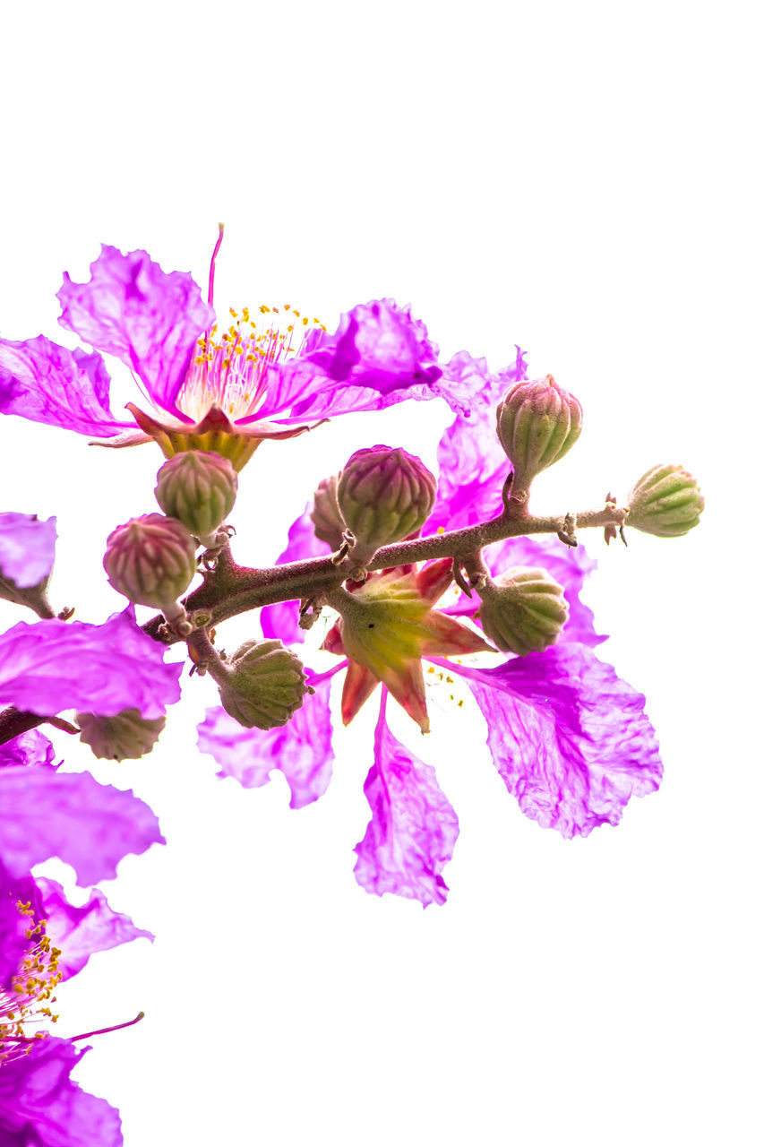 CLOSE-UP OF PINK FLOWERS AGAINST BLUE SKY