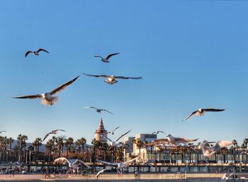 Birds flying against clear blue sky