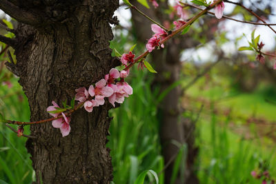 Close-up of pink flowering tree