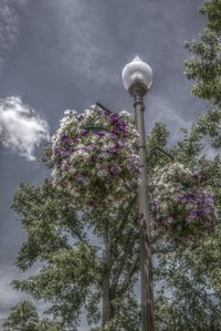 Low angle view of tree against sky