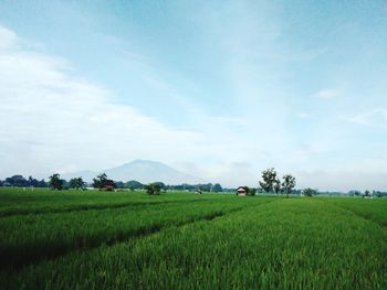 Scenic view of agricultural field against sky