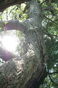 Low angle view of trees in forest