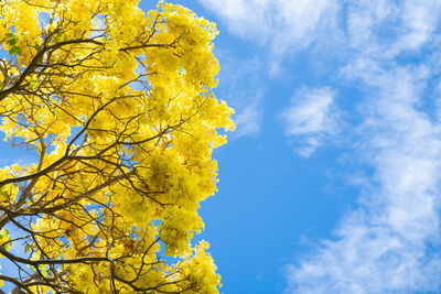 Low angle view of yellow tree against sky