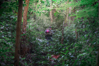 Rear view of a man walking in forest