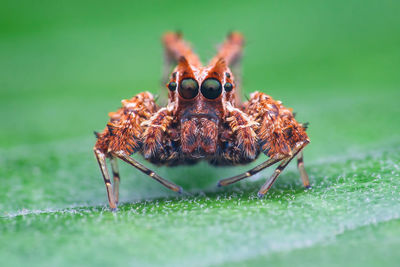 Close-up of spider