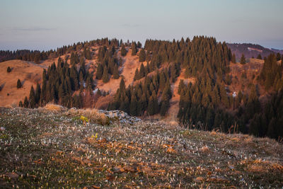 Panoramic view of trees and mountains against sky