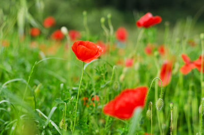 Close-up of red poppy flowers on field