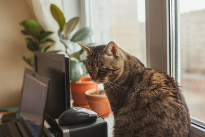 Cat sitting on table at home while human is working at home