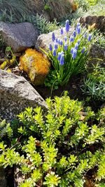 Close-up of purple flowers