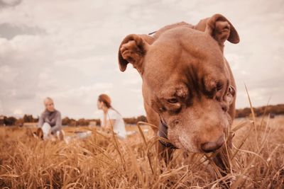 View of dogs on field against sky