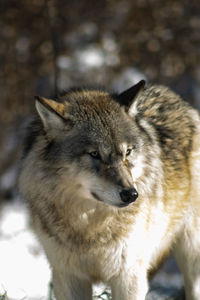 animal