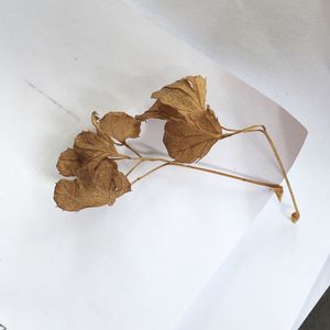 Close-up of dry leaves on white table