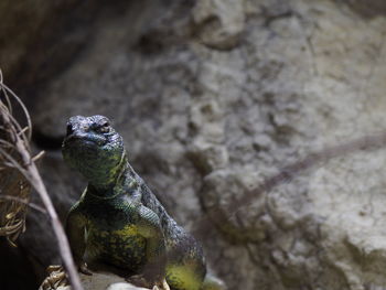 Close up of bird