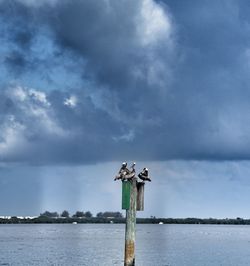 Seagull perching on wooden post in sea against sky