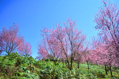 Cherry blossom trees on field against clear blue sky