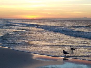 View of seagulls on beach during sunset
