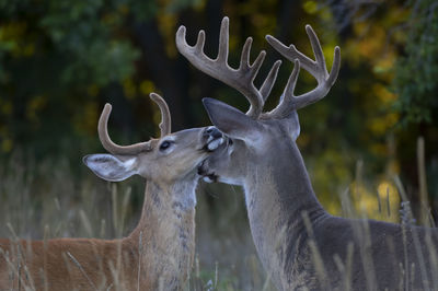 Close-up of deer